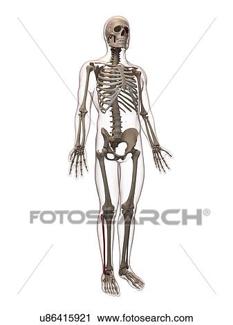 Clip Art - Calf bone, artwork. Fotosearch