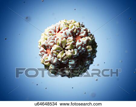 Stock Illustration - Caulobacter bacteriophage, artwork. Fotosearch