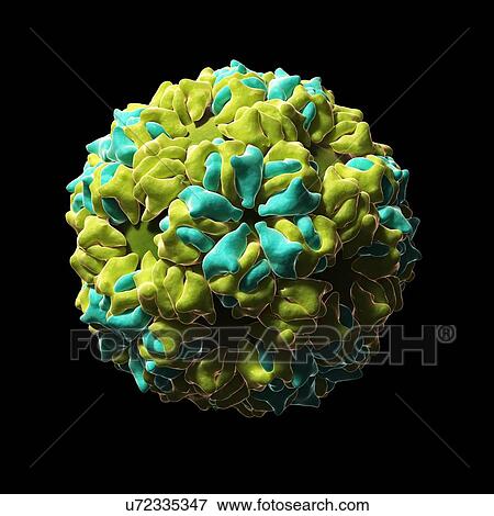 Caulobacter bacteriophage, artwork View Large Illustration Stock Illustration - Caulobacter bacteriophage, artwork. Fotosearch