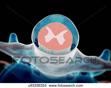 Stock Illustration - Cerebrospinal fluid, artwork. Fotosearch