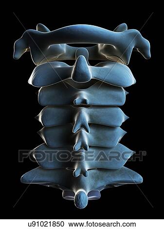 Cervical spine, artwork View Large Illustration Clipart - Cervical spine, artwork. Fotosearch