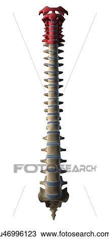 Drawing - Cervical spine, artwork. Fotosearch