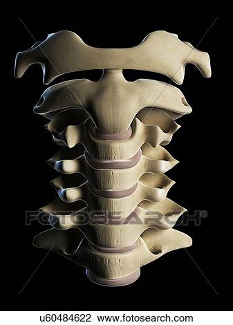 Drawing - Cervical spine, artwork. Fotosearch