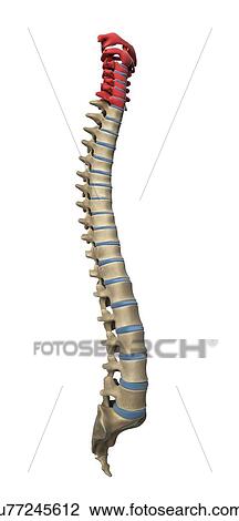 Drawing - Cervical spine, artwork. Fotosearch