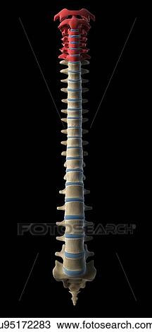 Drawing - Cervical spine, artwork. Fotosearch