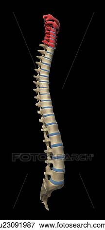Cervical spine, artwork View Large Illustration Stock Illustration - Cervical spine, artwork. Fotosearch
