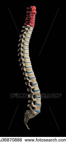 Cervical spine, artwork View Large Illustration Stock Illustration - Cervical spine, artwork. Fotosearch
