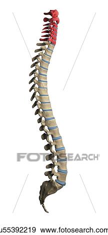 Cervical spine, artwork View Large Illustration Stock Illustration - Cervical spine, artwork. Fotosearch