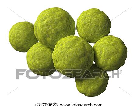 Chlamydia, artwork View Large Illustration Drawing - Chlamydia, artwork. Fotosearch