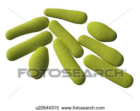 Stock Illustration - Clostridium, artwork. Fotosearch