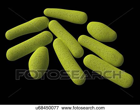 Clostridium, artwork View Large Illustration Stock Illustration - Clostridium, artwork. Fotosearch
