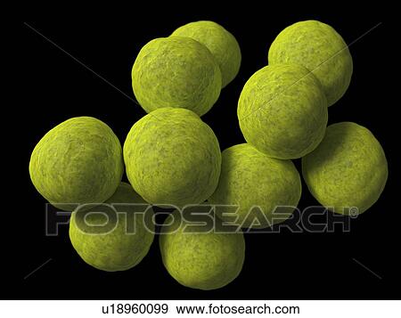 Coccus bacteria, artwork View Large Illustration Stock Illustration - Coccus bacteria, artwork. Fotosearch