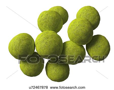 Stock Illustration - Coccus bacteria, artwork. Fotosearch