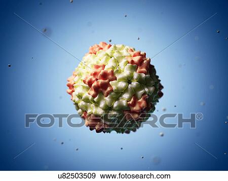 Cocksfoot Mottle virus, artwork View Large Illustration Stock Illustration - Cocksfoot Mottle virus, artwork. Fotosearch