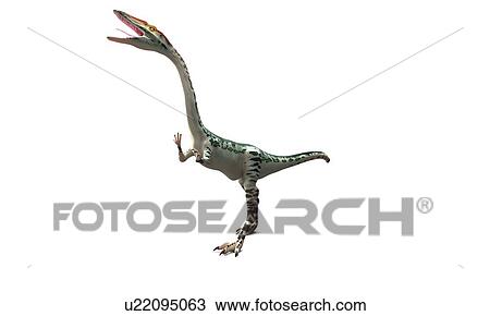 Coelophysis dinosaur, artwork View Large Illustration Drawing - Coelophysis dinosaur, artwork. Fotosearch