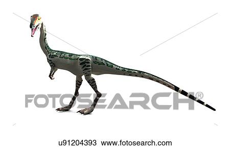Drawing - Coelophysis dinosaur, artwork. Fotosearch