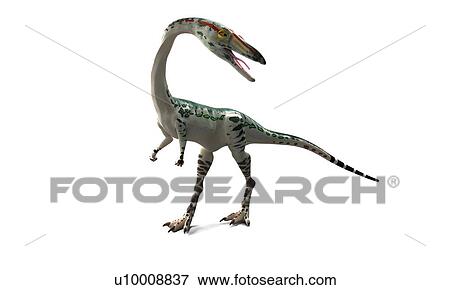 Coelophysis dinosaur, artwork View Large Illustration Stock Illustration - Coelophysis dinosaur, artwork. Fotosearch