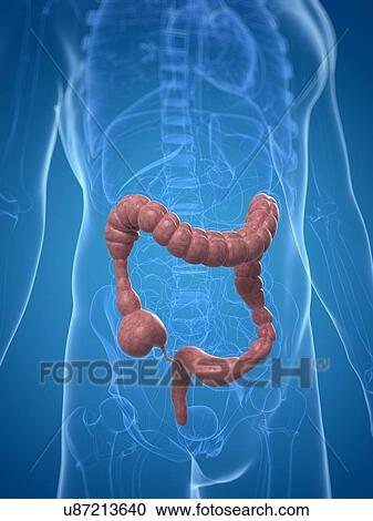 Colon spasms, artwork View Large Illustration Clipart - Colon spasms, artwork. Fotosearch