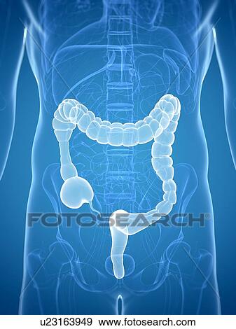 Colon spasms, artwork View Large Illustration Stock Illustration - Colon spasms, artwork. Fotosearch