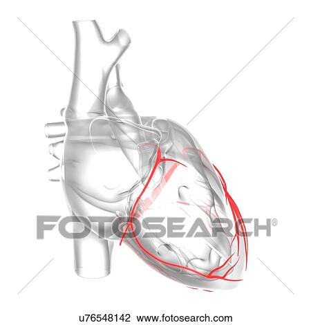 Drawing - Coronary arteries, artwork. Fotosearch