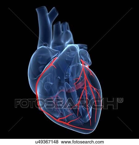 Coronary arteries, artwork View Large Illustration Stock Illustration - Coronary arteries, artwork. Fotosearch