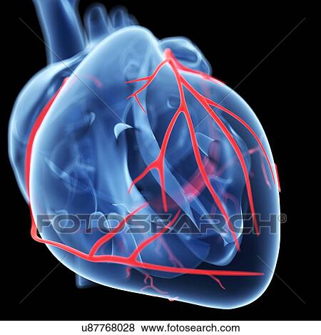 Coronary arteries, artwork View Large Illustration Stock Illustration - Coronary arteries, artwork. Fotosearch