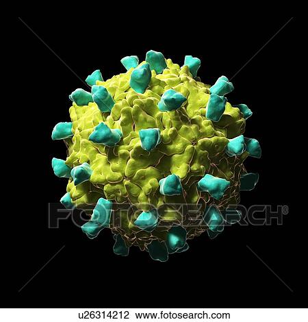 Drawing - Coxsackie B3 virus particle, artwork. Fotosearch