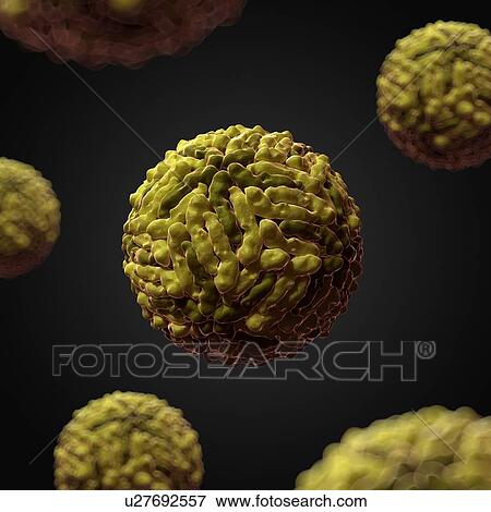 Dengue virus, artwork View Large Illustration Stock Illustration - Dengue virus, artwork. Fotosearch