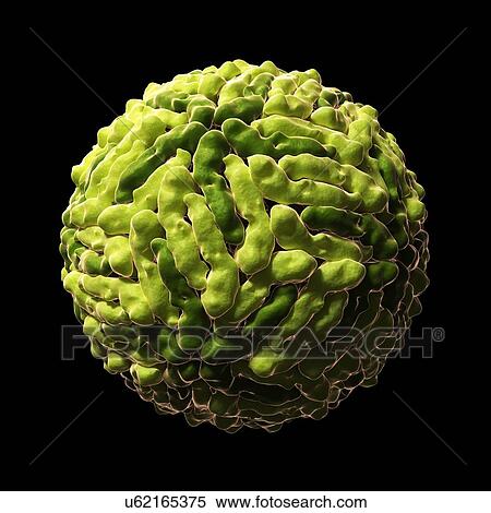 Dengue virus particle, artwork View Large Illustration Stock Illustration - Dengue virus particle, artwork. Fotosearch