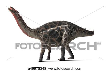 Dicraeosaurus dinosaur, artwork View Large Illustration Stock Illustration - Dicraeosaurus dinosaur, artwork. Fotosearch