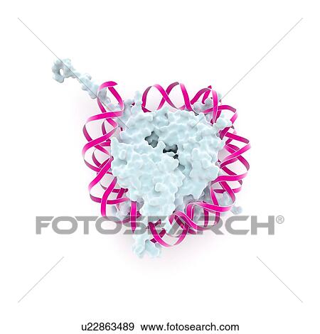 Stock Illustration - DNA nucleosome, artwork. Fotosearch