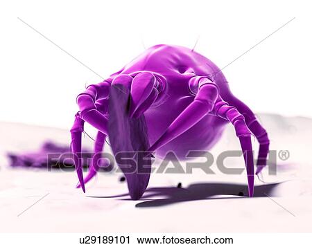 Dust mite, artwork View Large Illustration Clip Art - Dust mite, artwork. Fotosearch