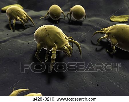 Dust mite, artwork View Large Illustration Clipart - Dust mite, artwork. Fotosearch