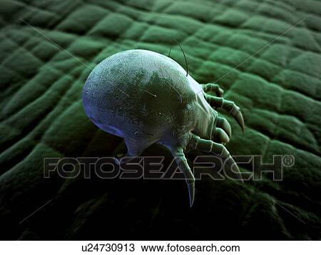 Drawing - Dust mite, artwork. Fotosearch