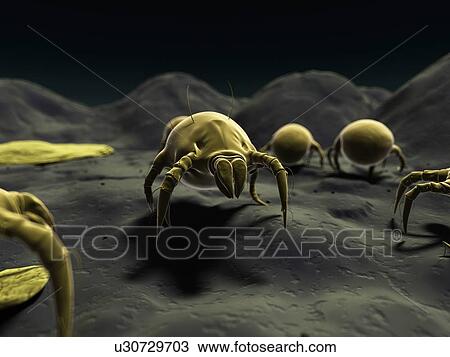Drawing - Dust mite, artwork. Fotosearch