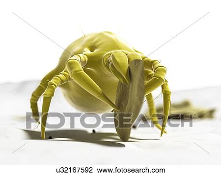 Dust mite, artwork View Large Illustration Drawing - Dust mite, artwork. Fotosearch