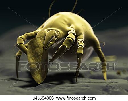 Dust mite, artwork View Large Illustration Drawing - Dust mite, artwork. Fotosearch