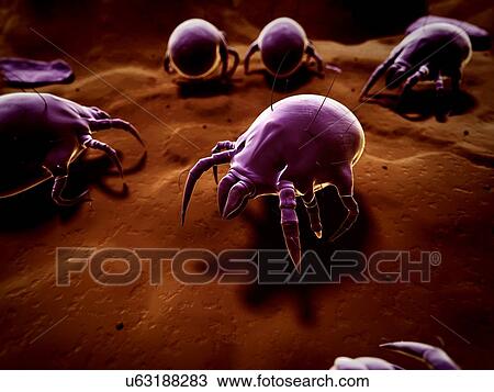 Dust mite, artwork View Large Illustration Drawing - Dust mite, artwork. Fotosearch