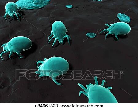Dust mite, artwork View Large Illustration Drawing - Dust mite, artwork. Fotosearch