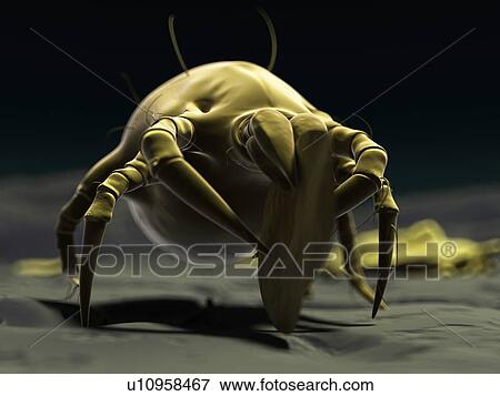 Dust mite, artwork View Large Illustration Stock Illustration - Dust mite, artwork. Fotosearch