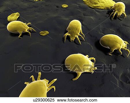 Stock Illustration - Dust mite, artwork. Fotosearch