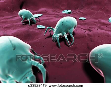 Dust mite, artwork View Large Illustration Stock Illustration - Dust mite, artwork. Fotosearch