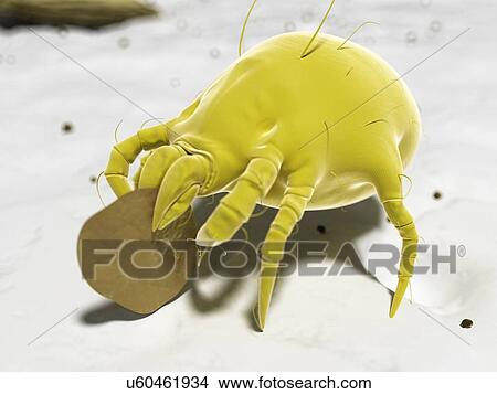 Dust mite, artwork View Large Illustration Stock Illustration - Dust mite, artwork. Fotosearch