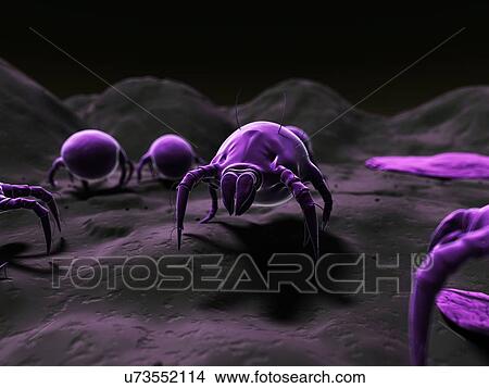 Dust mite, artwork View Large Illustration Stock Illustration - Dust mite, artwork. Fotosearch