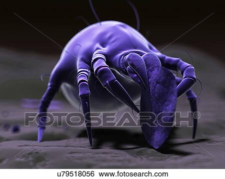 Dust mite, artwork View Large Illustration Stock Illustration - Dust mite, artwork. Fotosearch