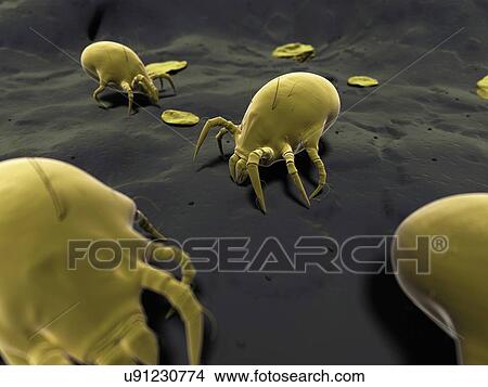 Dust mite, artwork View Large Illustration Stock Illustration - Dust mite, artwork. Fotosearch
