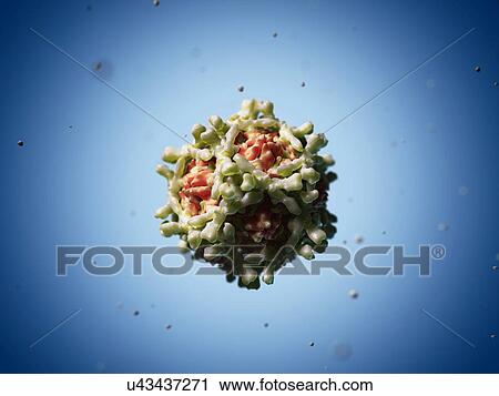 Echovirus, artwork View Large Illustration Clip Art - Echovirus, artwork. Fotosearch