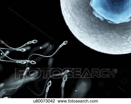 Egg and sperm, artwork View Large Illustration Drawing - Egg and sperm, artwork. Fotosearch