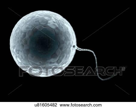 Egg and sperm, artwork View Large Illustration Drawing - Egg and sperm, artwork. Fotosearch
