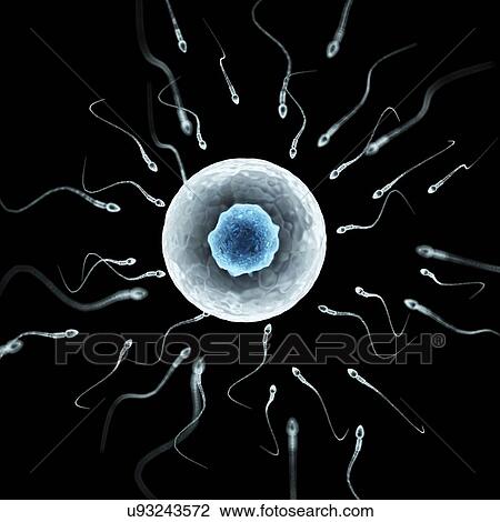 Egg and sperm, artwork View Large Illustration Drawing - Egg and sperm, artwork. Fotosearch